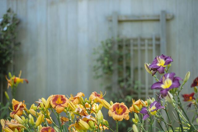 Bed by the side fence: the daylilies stay, the weeds and old fabric come out.